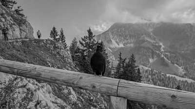 Germany - Jenner - A Magical Experience | Hiking & camping in German Alps | Walkshop Light | Berchtesgadener Land | Königsee | 5 days - 21