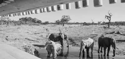 Subsahara-Afrika - Savute Elephant Lodge, A Belmond Safari, Botswana - Botswana Safari Experience: 4x4 Safari Trip in Botswana’s Majestic Parks - 2