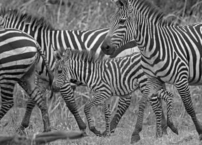 Eastern Africa - Lake Mburo National Park - Explore the Best of Uganda Safari in 18 Days