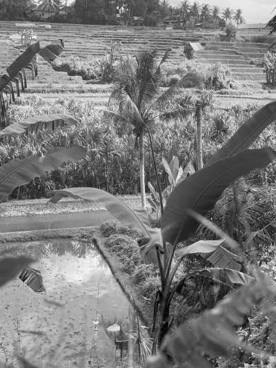 Indonesien - Jalan Raya Ubud - Happier Time in Bali 7 days and 6 nights, Relaxing, Beach Hopping, Yoga Class, Kayaking, Snorkeling, Learning to Surfing and Join Rafting with Ubud Nature - 3