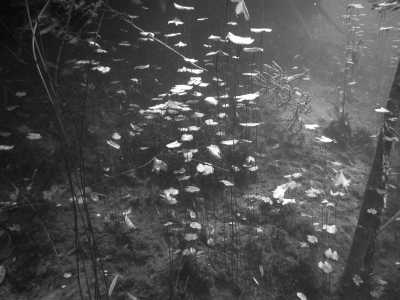 Mexico - Cenote Aktun Ha o Car Wash - Explore the Natural Wonders of Cancun, Mexico