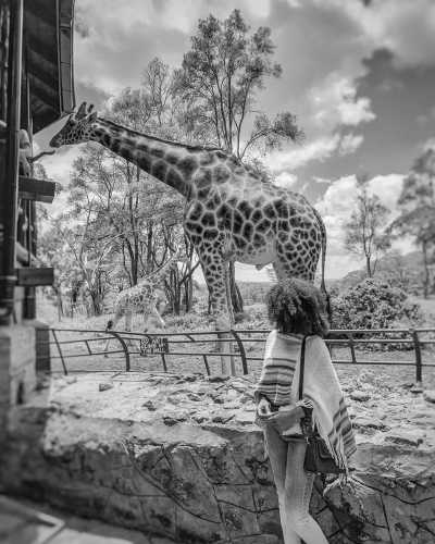 Kenya - The Best of Kenya: Explore for 7 Days Safari in Nairobi along Lake Elmenteita and Lake Nakuru to Maasai Mara - JoinMyTrip