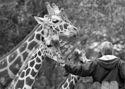 Kenya - Lake Elementaita - 6 Nights | 7 Days: Classic Kenya Safari Trip With A Local - 4