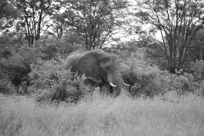 Namibia - Omandumba - Namibia - Eine unvergessliche Reise mit Tierbegegnungen - 1