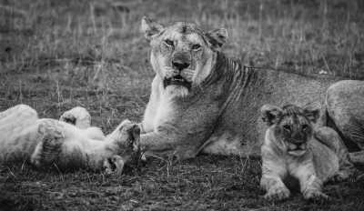 Kenia - Masai Mara National Reserve - Kenya Adventure Safari + Beach Stay (private room fits 1 pax) - 6