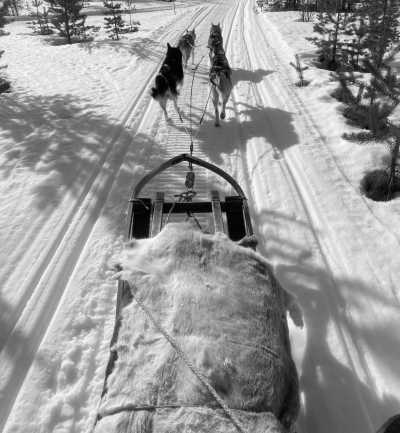 Schweden - Vindeln - Sled Dog Tour and Northern Lights in Sweden! - 2