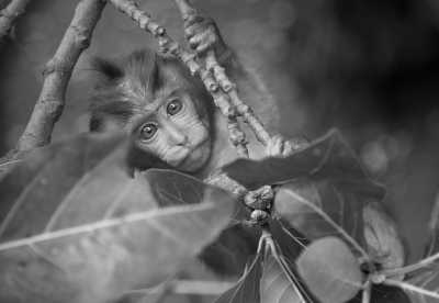 Indonesia - Monkey Forest Bungalow - Bali-Heaven on Earth Chilling-Yoga-Snorkeling-Beaches