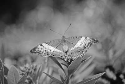 Malaysia - Entopia by Penang Butterfly Farm - Penang Odyssey: A 7-Day Immersion into Cultural Treasures, Culinary Delights, and UNESCO Heritage Wonders! - 1