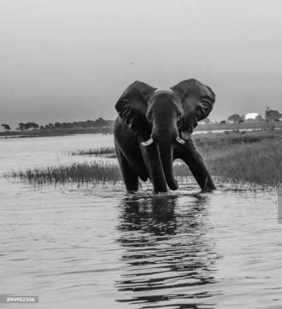 Subsahara-Afrika - Kasane - African Safaris and New Year Vibes 🎉🎇 from Livingstone to Cape town - 1