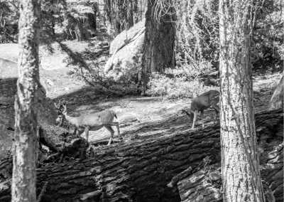 Ghana - Mole National Park - Visiting Ghana's Mole National Park 🦒 - 1