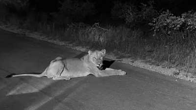 Subsahara-Afrika - Marloth Park - Echoes of the Wild: A Journey from Kruger's Big Five to Mozambique's Whale Wonders - 2