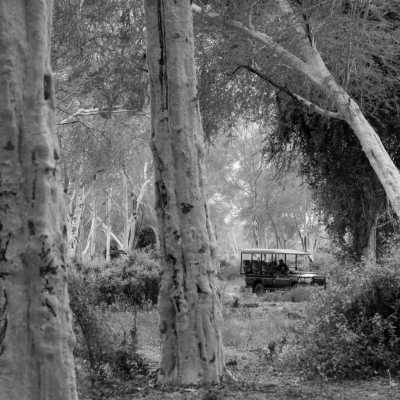 South Africa - Pafuri Rivercamp - Wilderness Expedition: Discovering Kruger's Hidden Gems, South Africa Trip! - 2