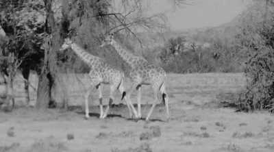 Subsahara-Afrika - Twyfelfontein campsite - Simbabwe - Sambia - Namibia - 3