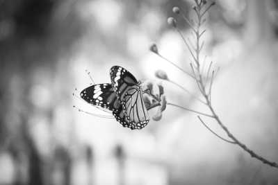 Singapore - Night Safari - Explore Singapore - The City of the Lions