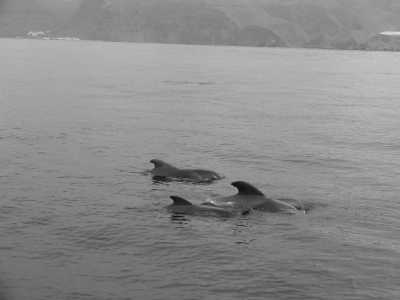 Spanien - Costa Adeje - One week Island Life 🌴 Eco Whale Watching, volcanic terrain, pass by banana plantations 🍌, crystal clear water and beautiful nature walks! - 2