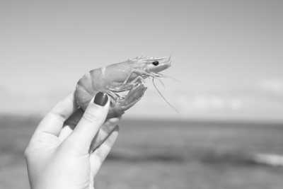 Thailand - Chumphon - CoWorking in Southern Thailand: Chumphon & Koh Tao Adventure - PADI Open Water, Durians & Coffee, Breakfast Included - 4