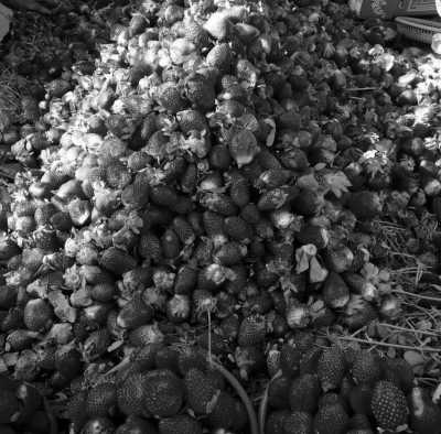 Morocco - Tizi Trekking - Treasure Hunt: Hiking, Nature and Healthy Diet in Toubkal Region, Morocco, Charming Hotel All Included - 4