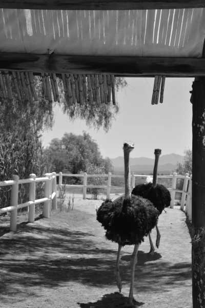 South Africa - Oudtshoorn - Cape Town and the Garden Route 🇿🇦 Explore South Africa with a Local - 3