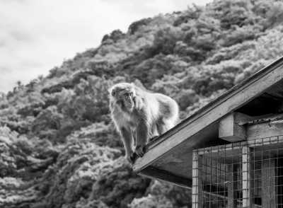 Ostasien - Kyoto - Best of Japan 🏯 |  Tokyo, Kyoto and Osaka | Full Japanese Experience👘🎍 - 5