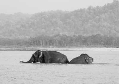Nepal - Chitwan National Park - Nepal exploring both Annapurna region and Chitwan National park