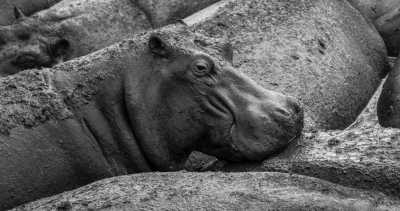 Tanzania - Selous Game Reserve - Zanzibar & All big Parks in Tanzania.