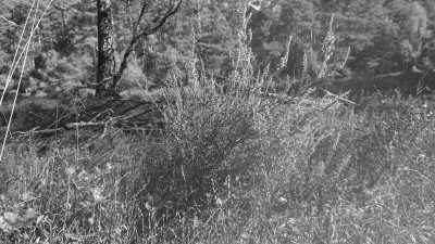 Germany - Schneverdingen - 4-Tage wandern in der Lüneburger Heide - 3