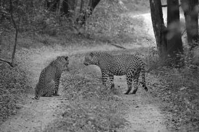 Sri Lanka - Yala National Park - Wildlife safari + Relaxed Beach Holiday in Sri Lanka - 11