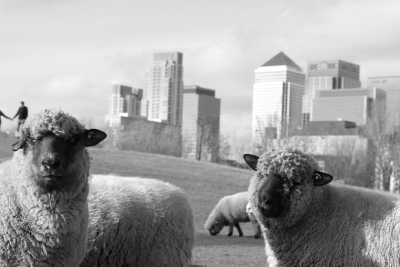 United Kingdom - Canary Wharf - 🤶Christmas season in 📍London (UK) & 📍Edinburgh (Scotland, UK) | Females only🙋🏻‍♀️ | Winter vibes✨🎄 - 1