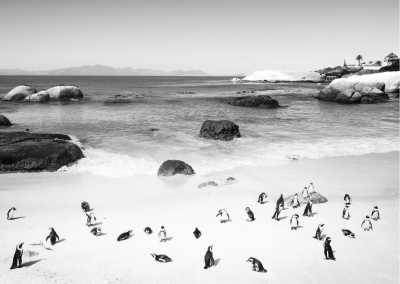 South Africa - Unlock Productivity in Paradise: Join Our Co-Working Trip to Cape Town! Safari Included - JoinMyTrip