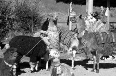 Peru - Sacred Valley - Peru Highlights: Machu Picchu, Cusco, Nazca lines, Food, and More! (January 6, 2025) - 1