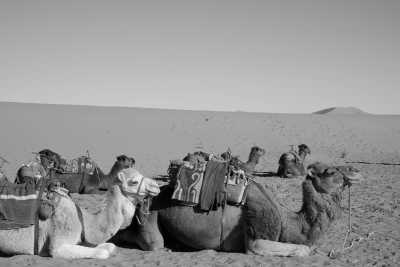 Morocco - Merzouga Desert - Exploring Marrakesh, Morocco: Nature, Culture and Handcrafts - 1