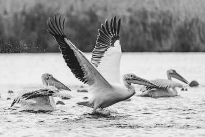 Rumänien - Adventure in Danube Delta, Romania 🇷🇴 - JoinMyTrip