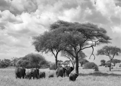 Tanzania - Public Campsite Tarangire National Park - Discover Tanzania's Amazing Wildlife: Safari Adventures - 2
