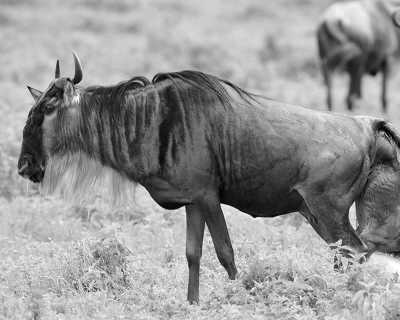 Tanzania - Ndutu Lake - 6 Day Tanzania Safari, Ndutu Area & The Great Migration Calving Season