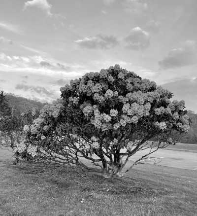 United States - Pisgah Forest - USA Road Trip - Spring Rhododendrons in Blue Ridge parkway and Great Smoky Mountains, tunnels and waterfalls! - 1