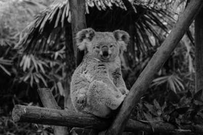 Australia - Mackay - 🇦🇺Great Barrier Reef + Rainforest + Wildlife + Friends: Explore the Whitsundays - 1