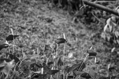 Malaysia - Emperor Villa (帝来山庄) - Discover Penang's Gems: Heritage, Local Food, Hiking, and More in Malaysia - 1