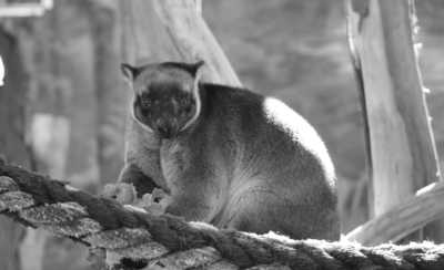 Australia - Oakvale Wildlife Park - 🐋 Winter Waves & Creative Days: A Co-Working Escape to Newcastle, Australia 🇦🇺 (PRIVATE ROOM) - 3