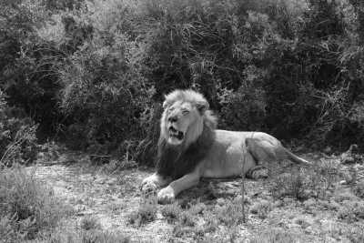 South Africa - Addo Elephant National Park - South Africa Roadtrip with a Local: Untouched beaches 🌞, Mountains, Wilderness, Campfires & Adventure 🤙 Epic Roadtrip through an epic Country🚙 - 4