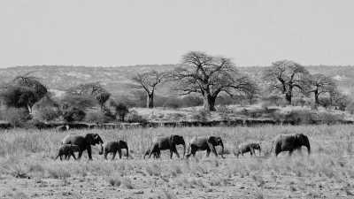 Tansania - Tarangire-Nationalpark - Safari in Tanzania - The Adventure of your Lifetime!