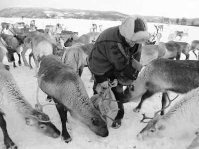 Nordeuropa - Tromsø - 2024 Tromsø Winter Expedition: Ice Floating in the Arctic 🧊 Whale Spotting 🐋 Reindeers 🦌🛷 Northern Lights 🌌✨ Fjord Roadtrips 🚗 🏔️ - 4