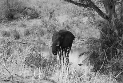 South Africa - Manyeleti Game Reserve - Südafrika: Wilde Tiere, der Krüger Nationalpark! - 2