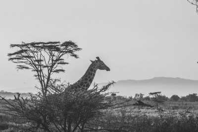 Kenia - Female-only safari and nightlife in Kenya ✈️🌍  traditional food 🍚 wildlife 🐘 culture and East-African party experience 🥳 - JoinMyTrip