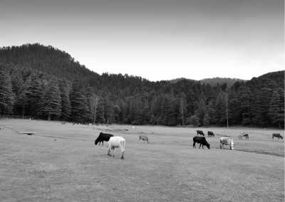 India - Dalhousie - Mountain Drive in India