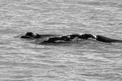 Brazil - Imbituba - Unforgettable Trip to Brazil: Trekking, Surfing, Yoga, Whale Watching, and More - 5