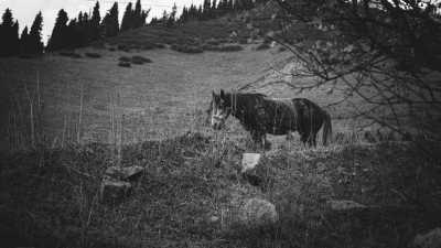 Kasachstan - Shymbulak - Kazakhstanning: Almaty Edition - The Nomads and Mountain Life and a Call from Mother Nature