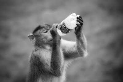 Indonesien - Sacred Monkey Forest Sanctuary - Bali Bliss: Explore Ubud, Waterfalls, Nusa Penida Island Gems and More! - 8