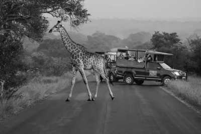 Uganda - Bwindi National Park - Gorilla And Wildlife Safari Trip In Uganda - 2