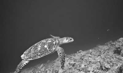 Indien - Lakshadweep - Lakshadweep Islands, India - An adventurous intro to the sea! - 12