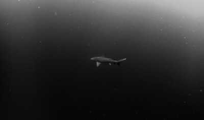 Subsahara-Afrika - Morrungulo - Echoes of the Wild: A Journey from Kruger's Big Five to Mozambique's Whale Wonders - 2